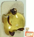 Paratype of Sivacrypticus taiwanicus
