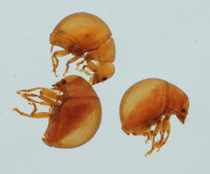File:Cisanthribus.jpg