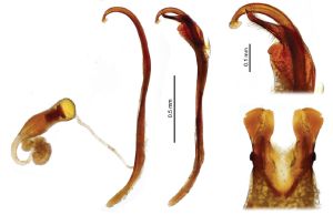 Sivacrypticus genitalia.jpg