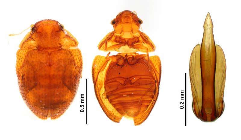 File:Acalyptomerus lawrencei.jpg
