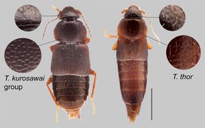 Trichophya habitus.jpg