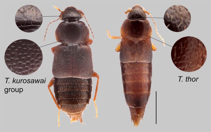 File:Trichophya habitus.jpg