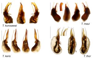 Trichophya male genitalia.jpg