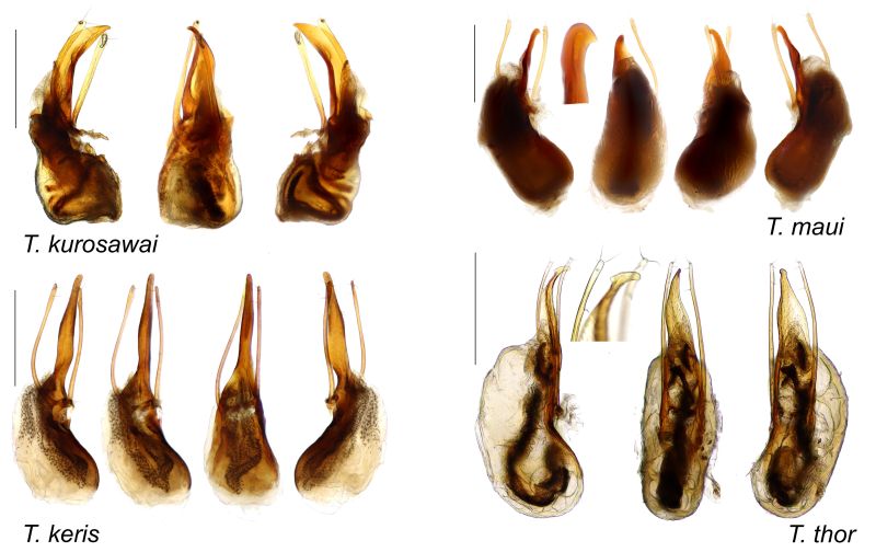 File:Trichophya male genitalia.jpg