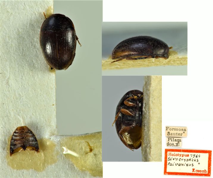 File:Sivacrypticus taiwanicus HT.jpg