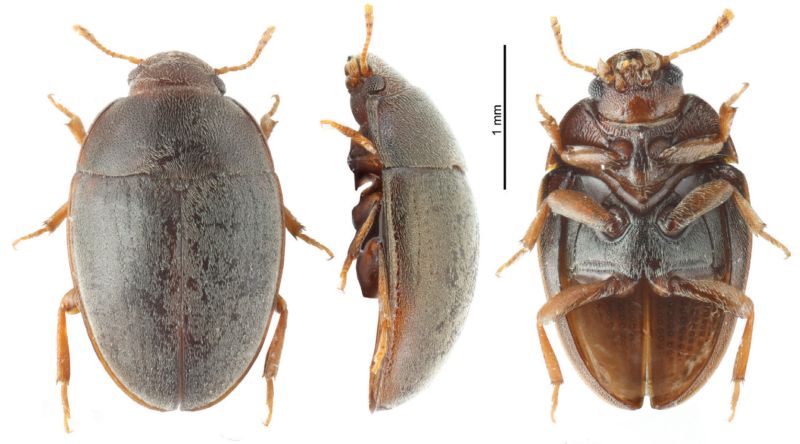 File:Sivacrypticus habitus.jpg